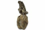 Fossil Sauropod (Apatosaurus) Vertebra - Bone Cabin Quarry #358789-5